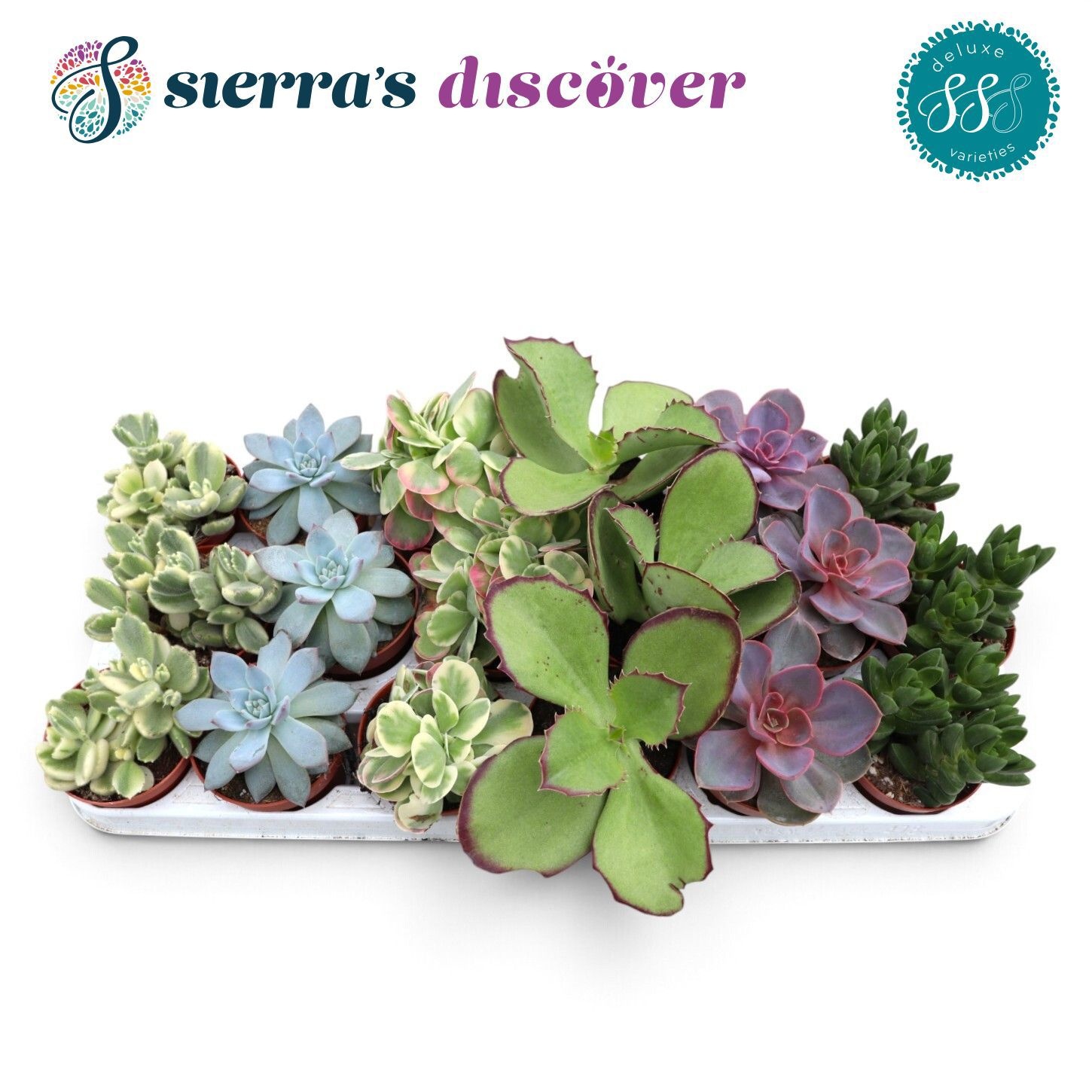 Succ Ov 508P 12H