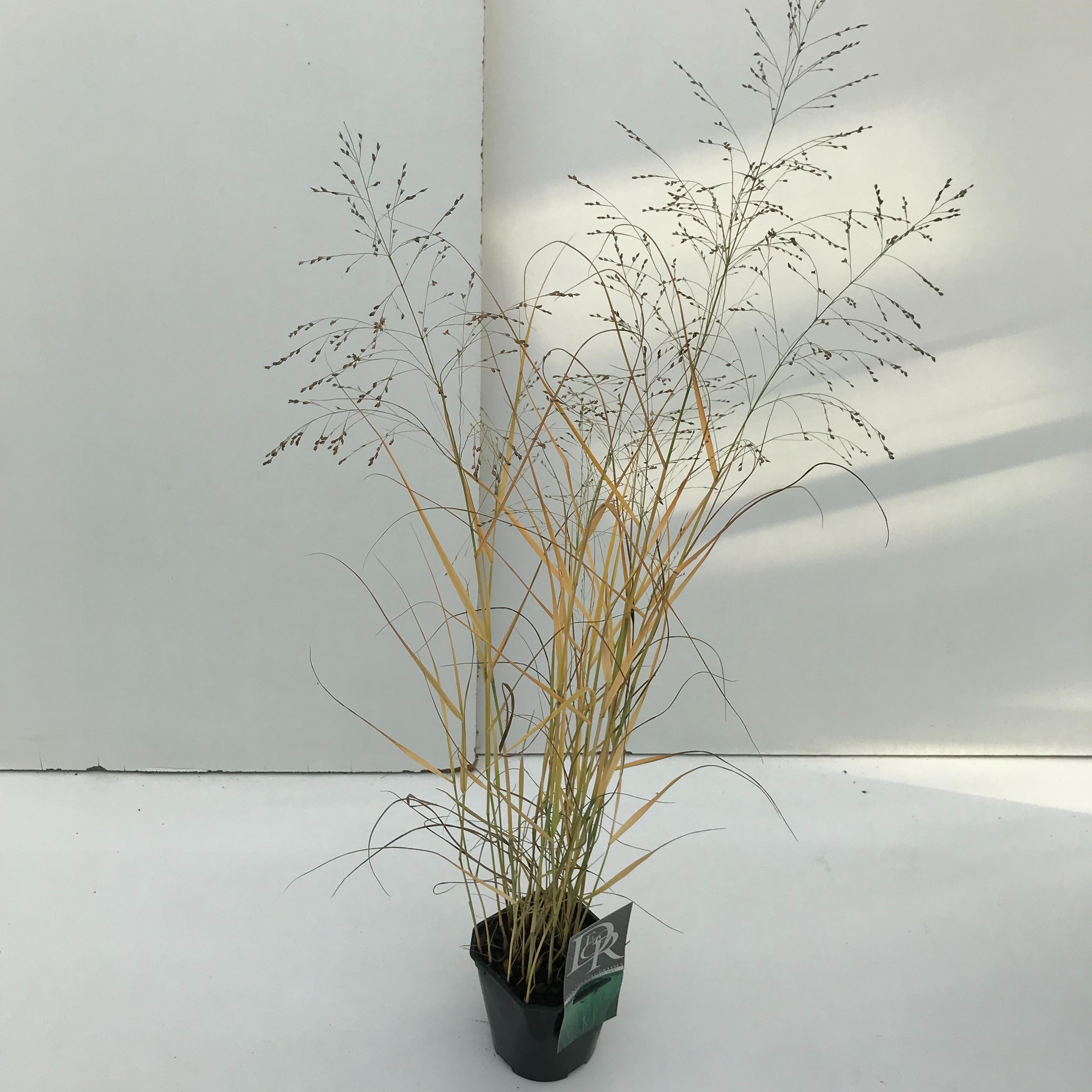 Picture of Panicum Prairy Sky P17 (2 Ltr) Square