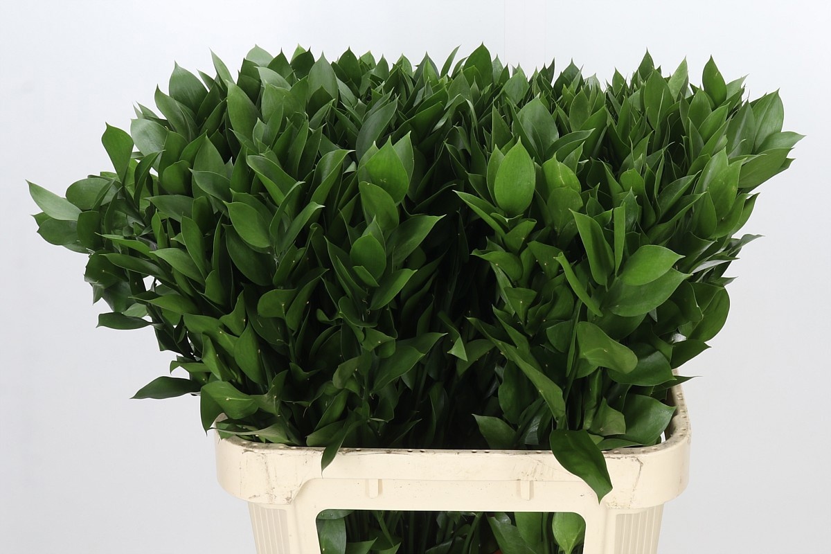 Ruscus Hypophyllum 80L.cm