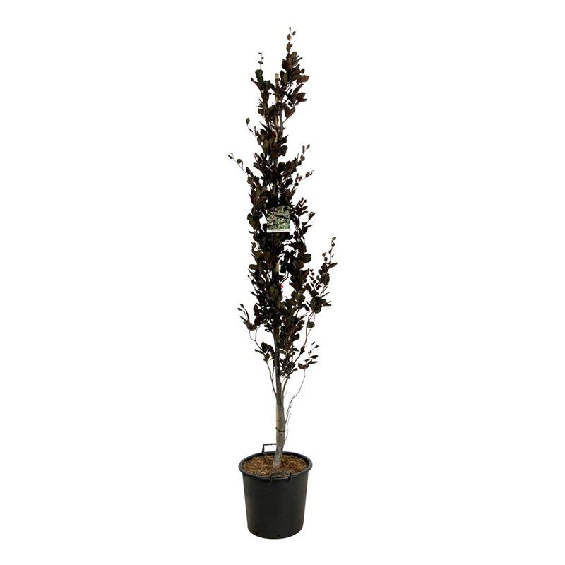 Fagus syl. 'Dawyck Purple'