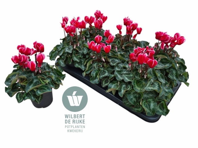 Cycl Md Sup Allure 12P 25H 25Ø Cm 23bloei