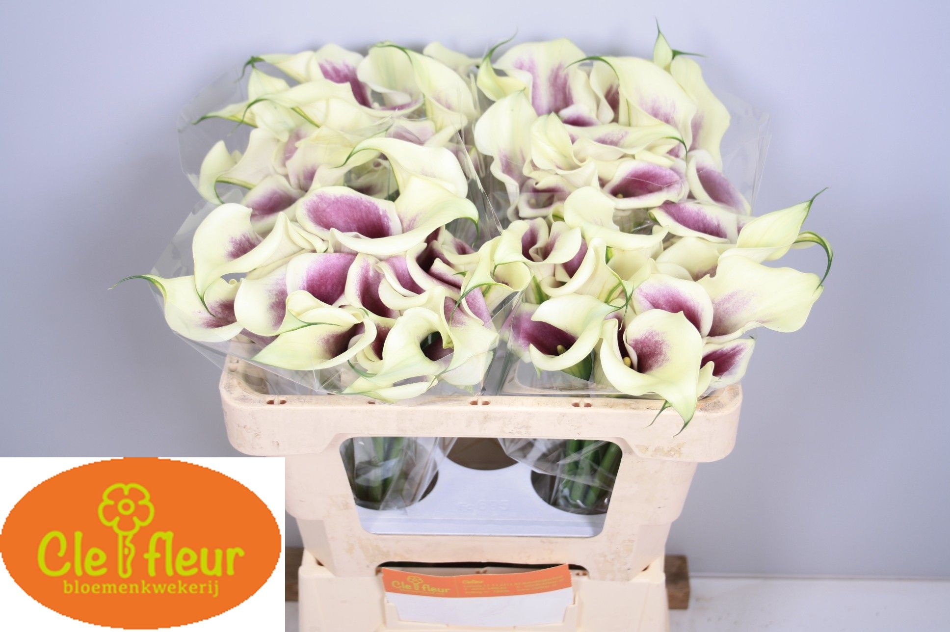 Calla Picasso 50cm