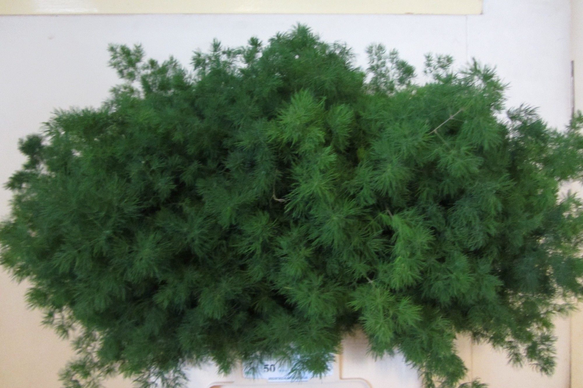 Asparagus Umbelatus(ming Fern) 70cm