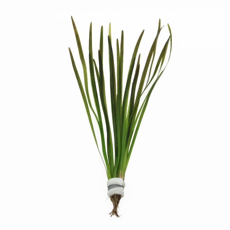 Vallisneria spiralis rood (Bos)