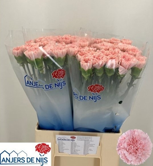 Dianthus St Doncel 60cm