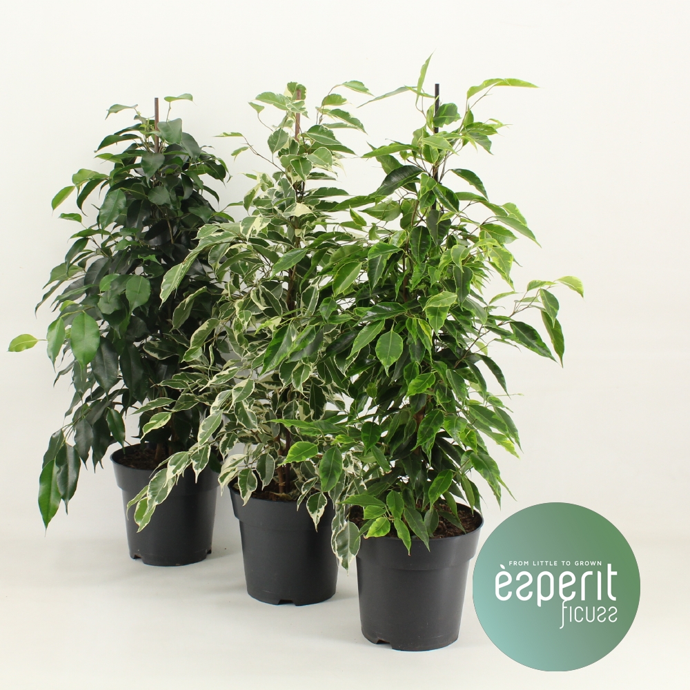 Picture of Ficus benjamina Royal varieties P17 70CM