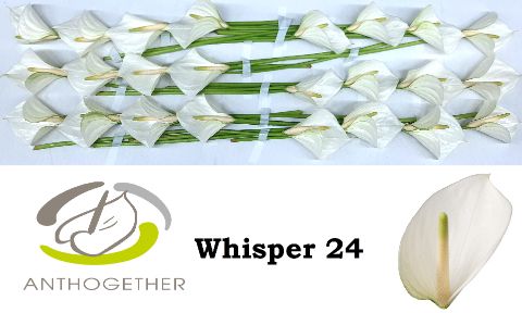 Anth A Whisper