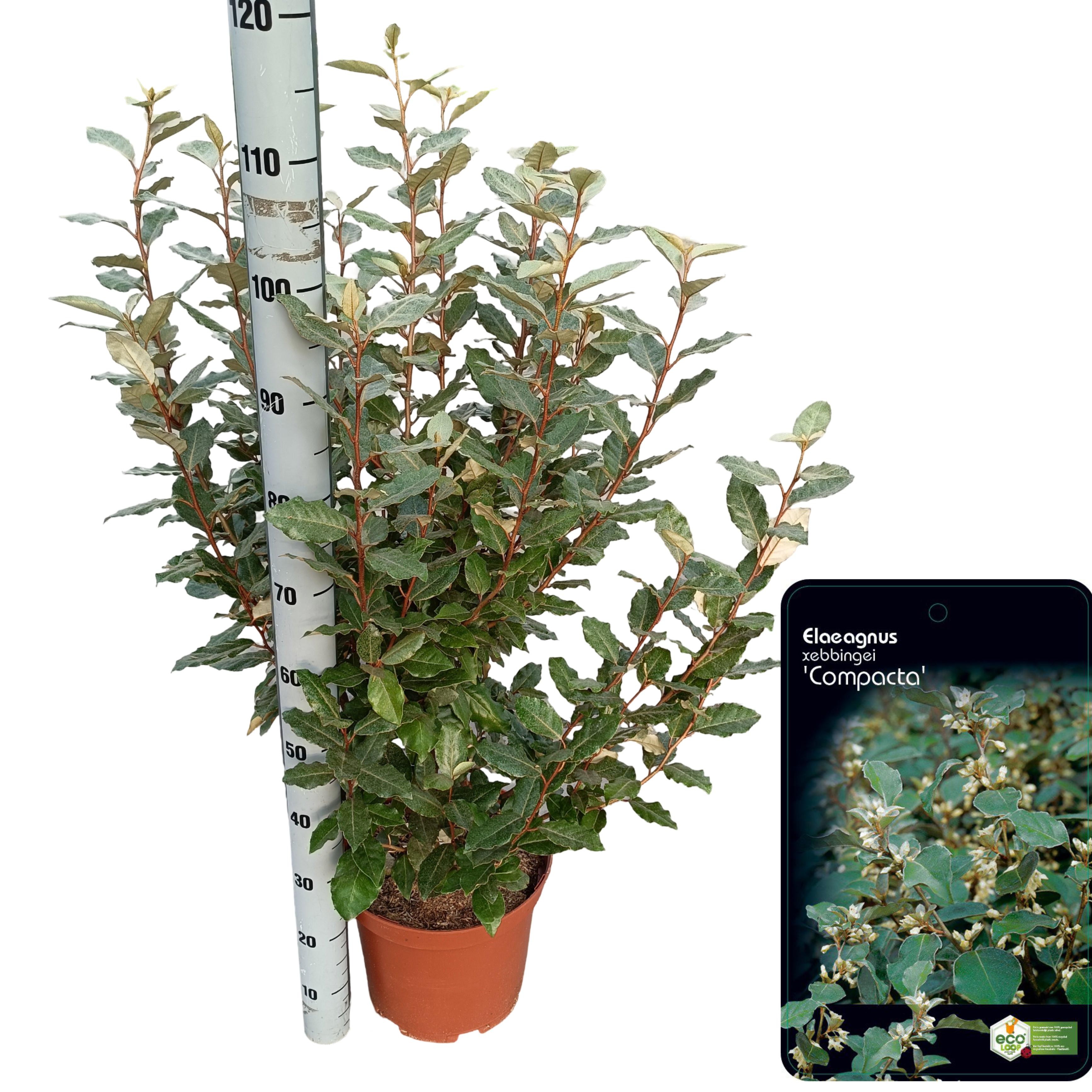 Picture of Elaeagnus ebbingei 'Compacta' C10