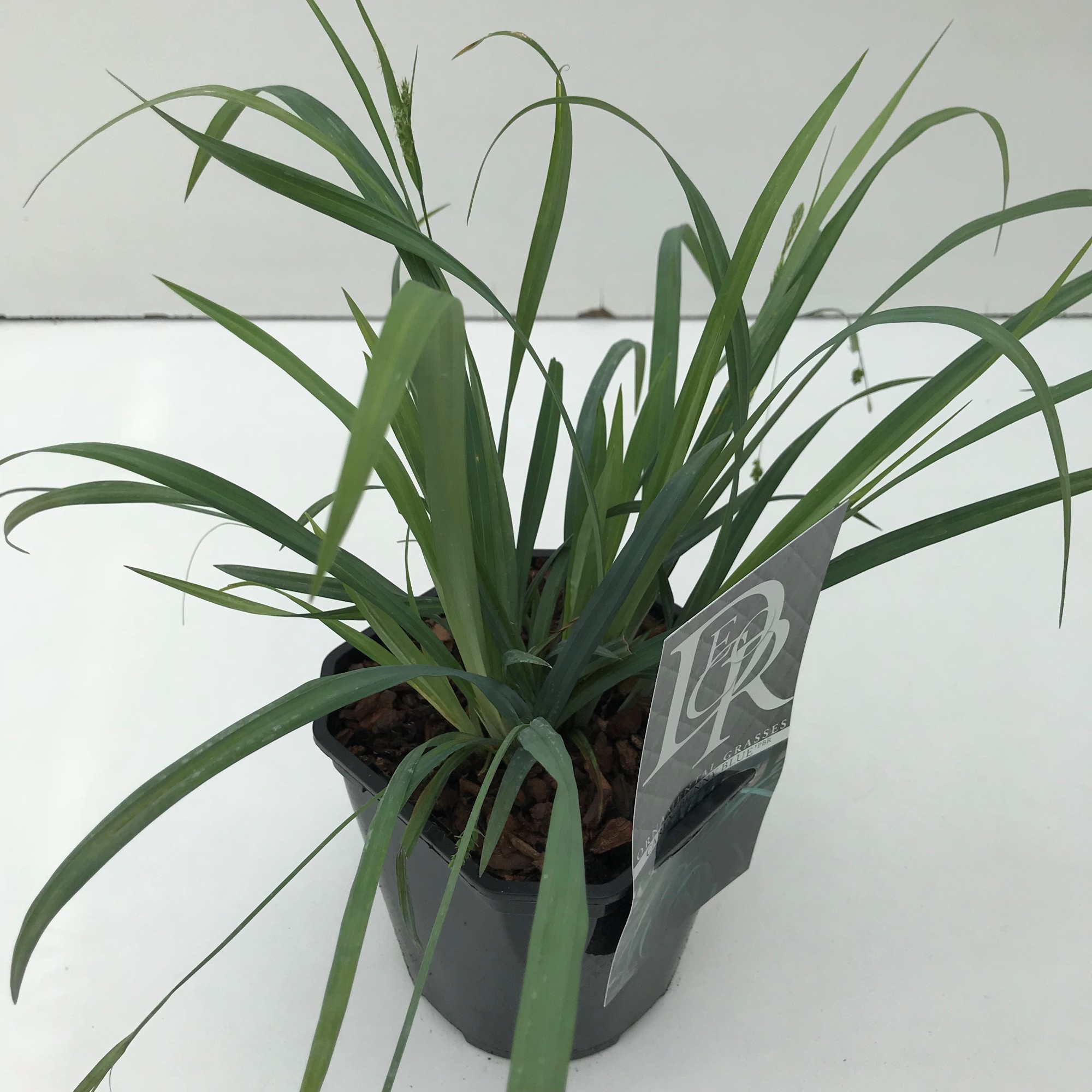 Picture of Carex Bunny Blue P17 (2 Ltr) Square