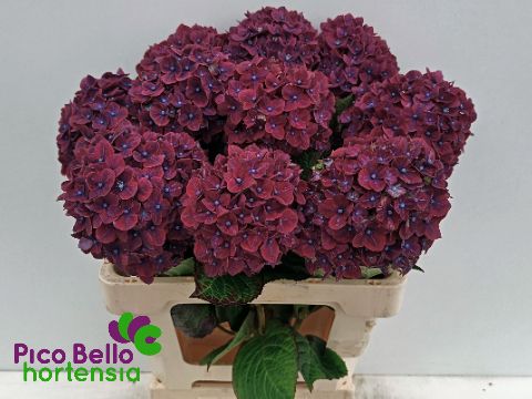 Hydrangea Amber 60cm 15Ø