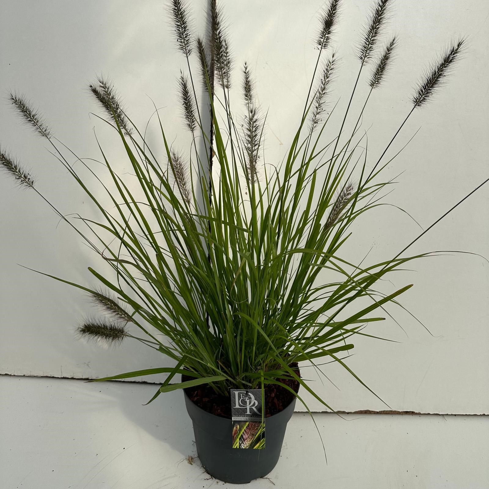 Picture of Pennisetum Viridescens P29 (10 Ltr)