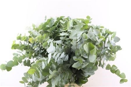 Euc Cinerea Per Bos