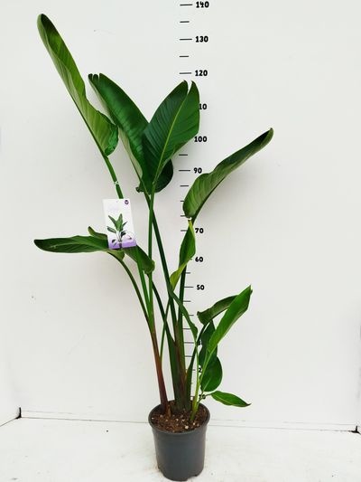 Strelitzia nicolai