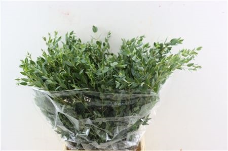 Euc Parvifolia P Bs
