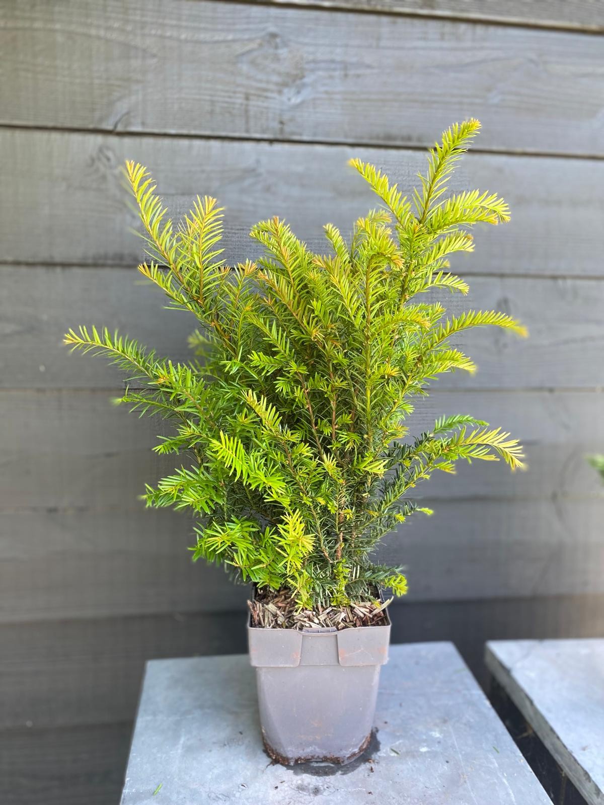 Picture of Taxus baccata P17