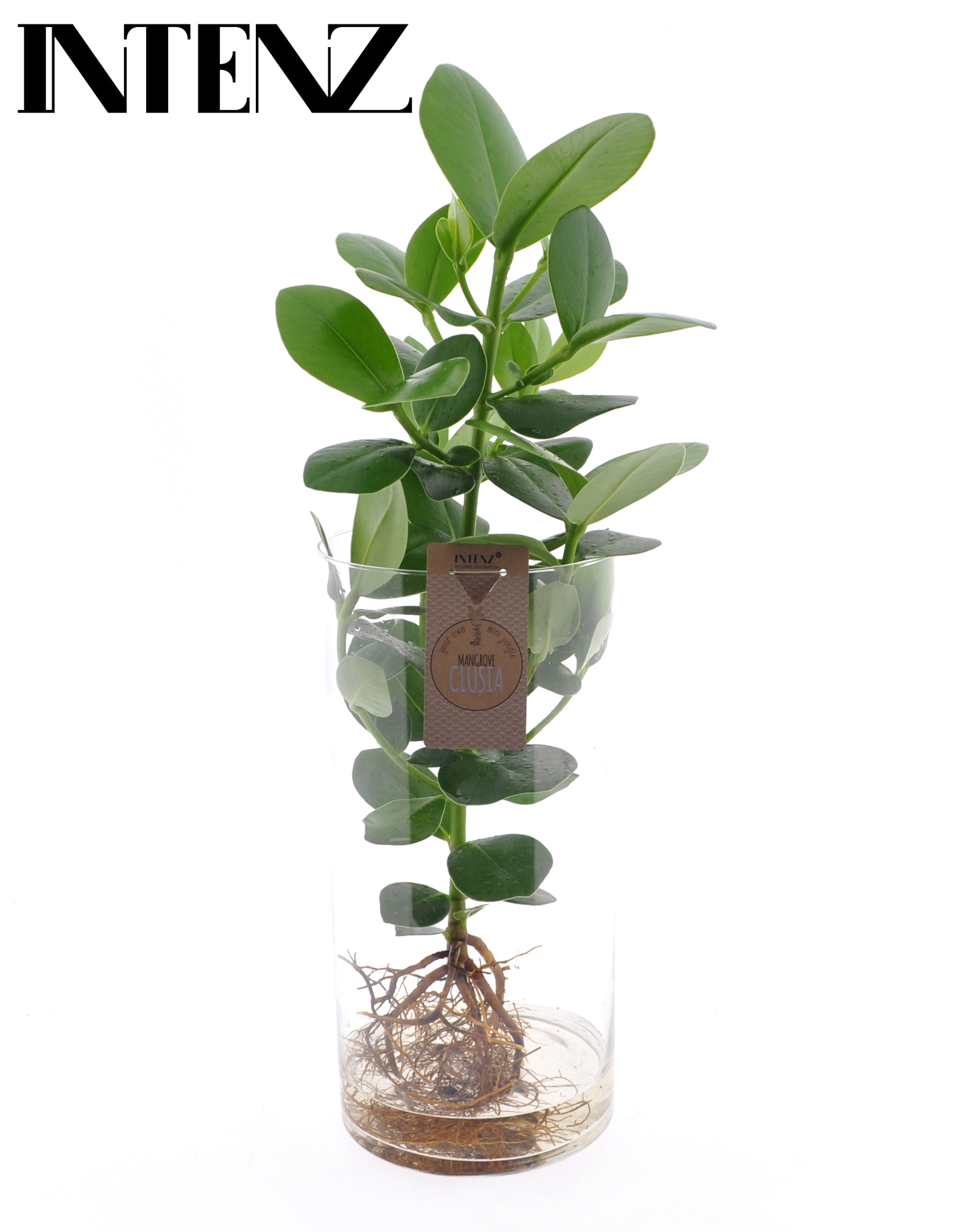 Picture of Hydroponic Clusia Inzenz in XXL glass P17 55CM