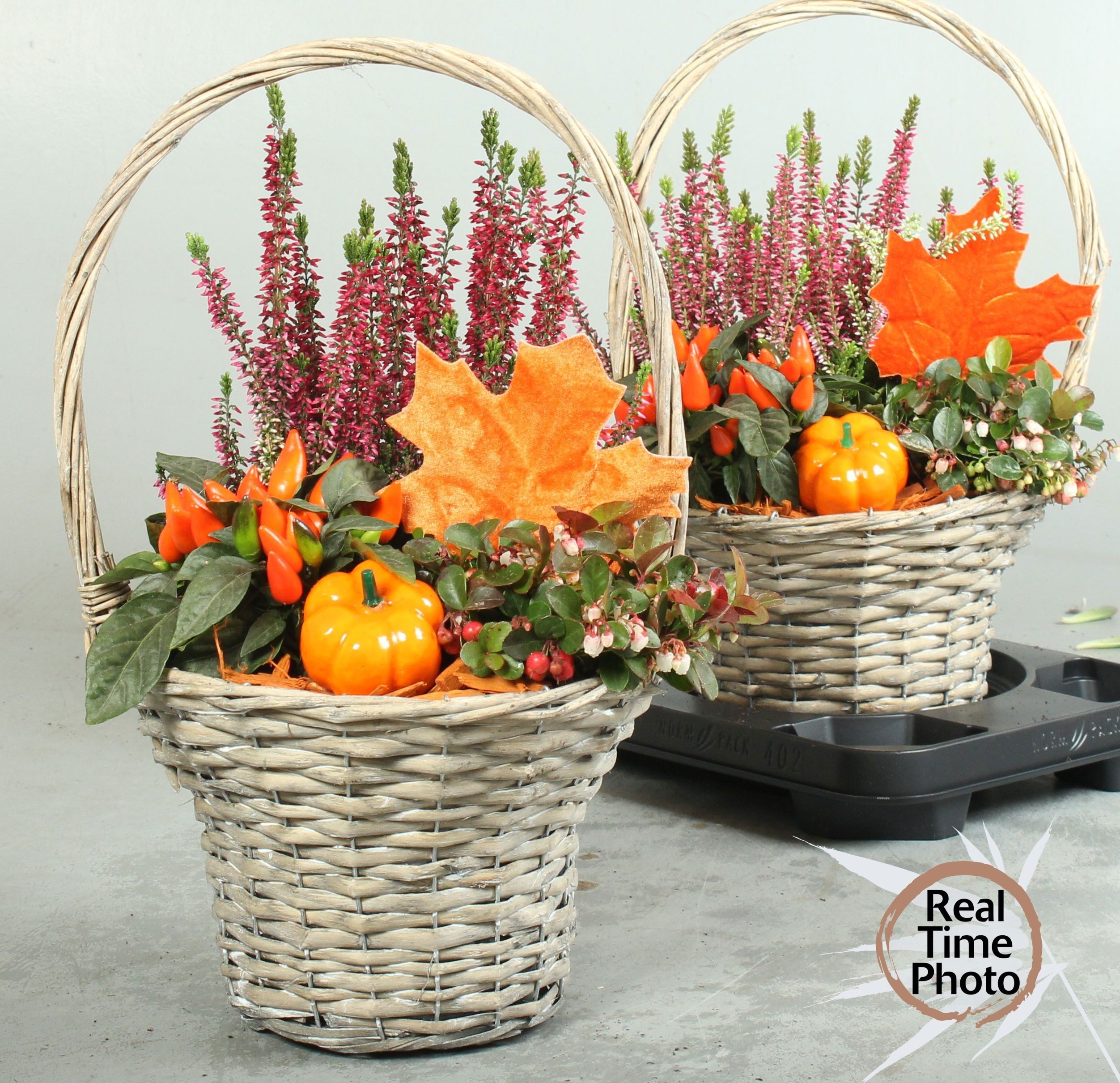 Arr Tuinplanten 24P 46cm