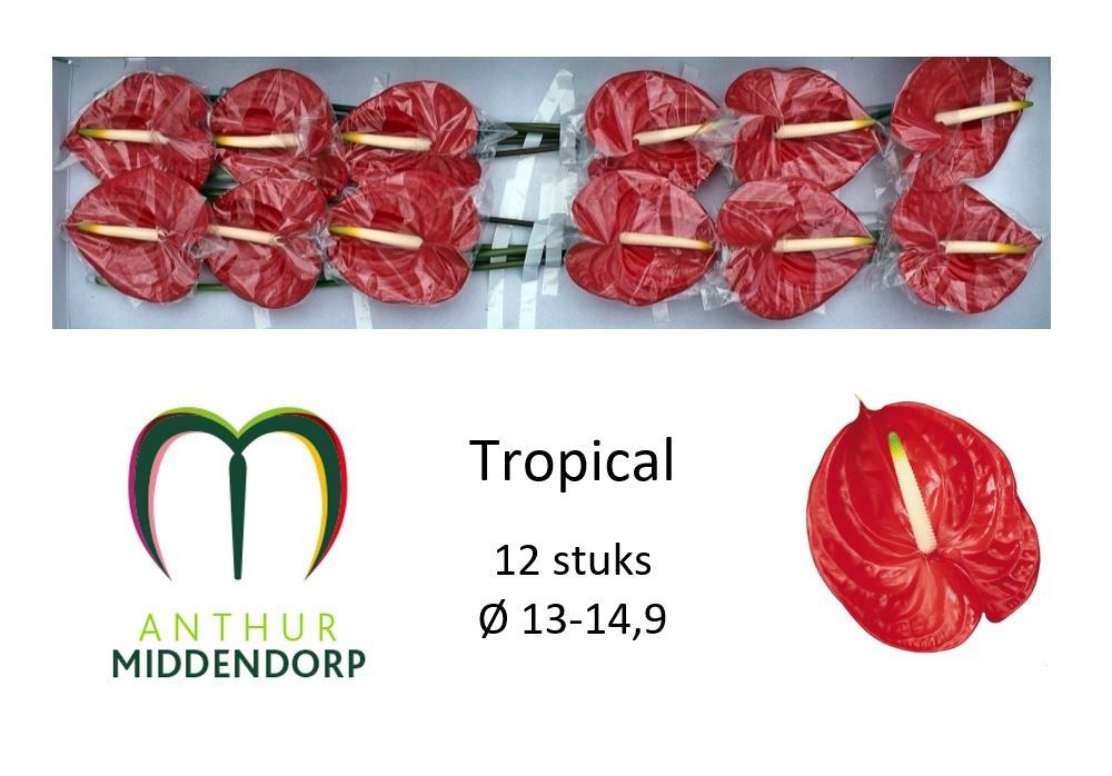 Anthurium Tropical 13Ø