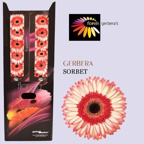 Ge Gr Sorbet