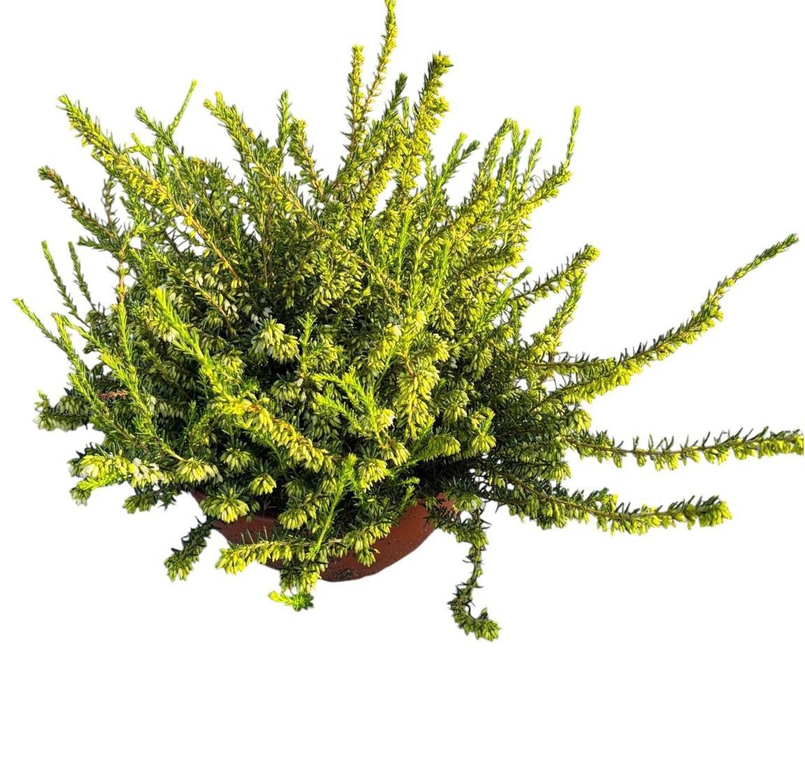 Erica darleyensis schalen Duo