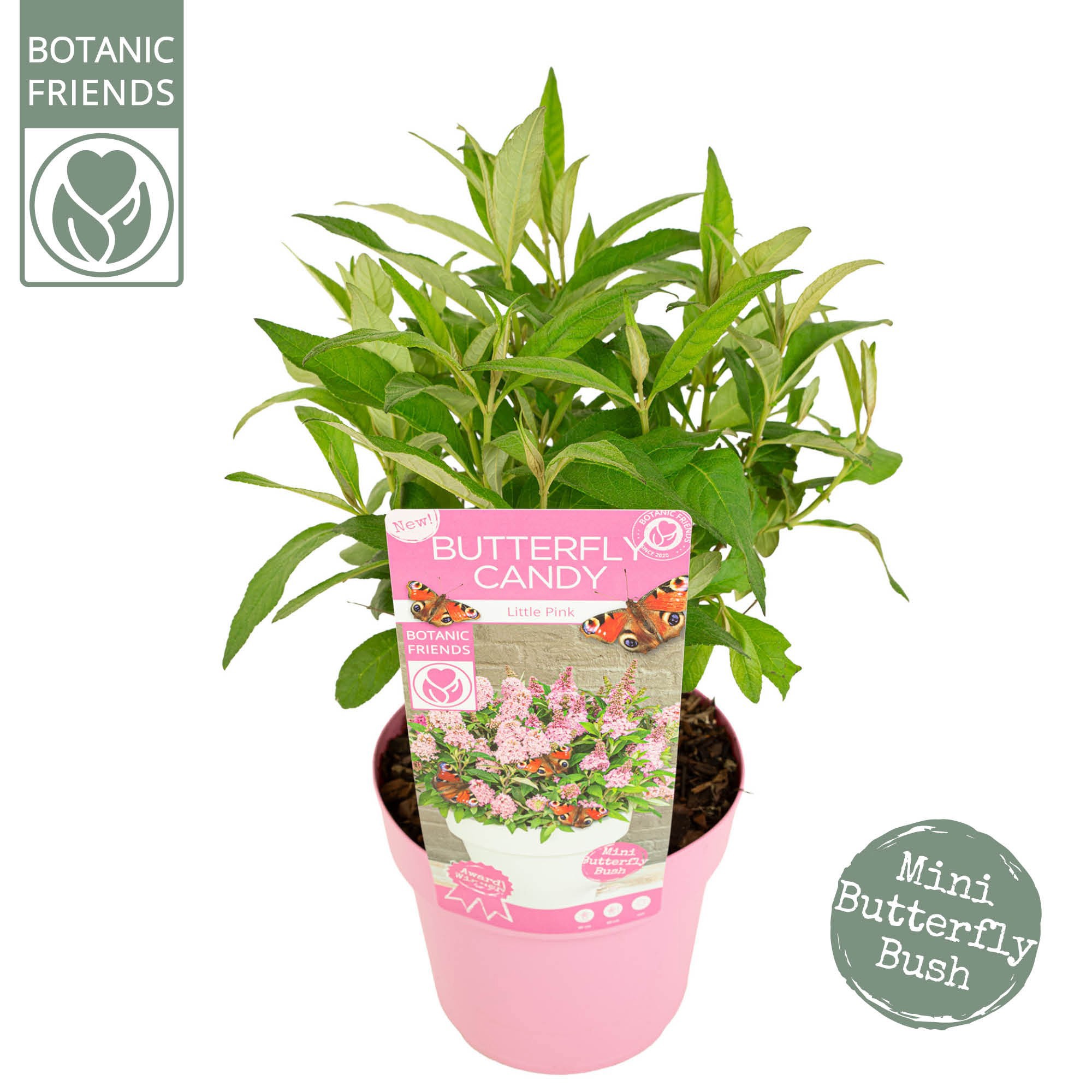 Buddleja 'Butterfly Candy' Little Pink