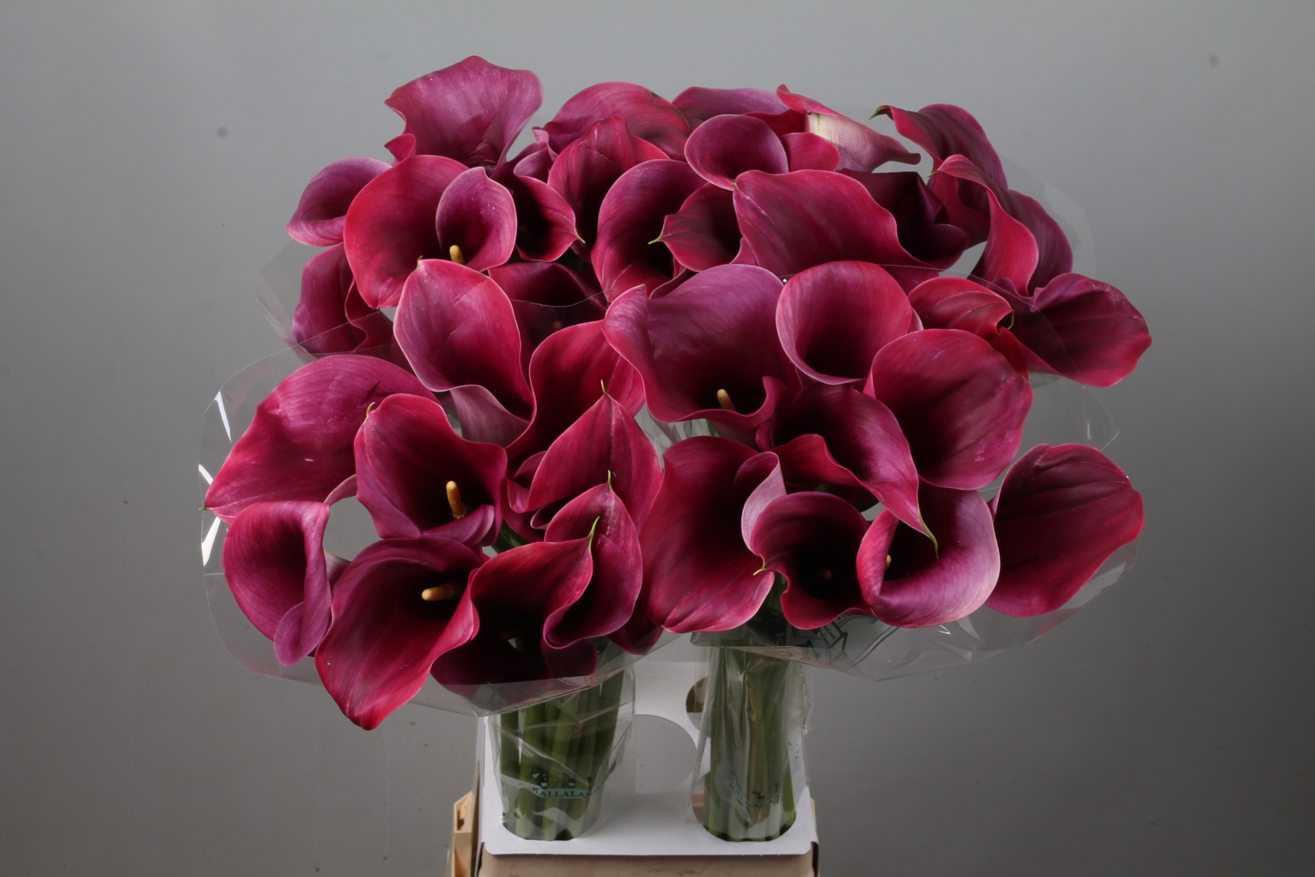 Calla Capt Promise 90cm