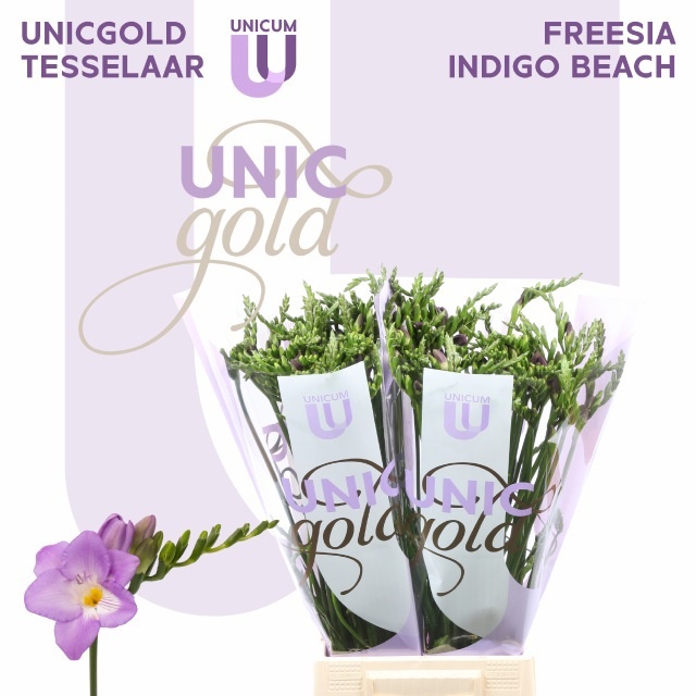 Freesia Single Indigo Beach 50cm 18gram
