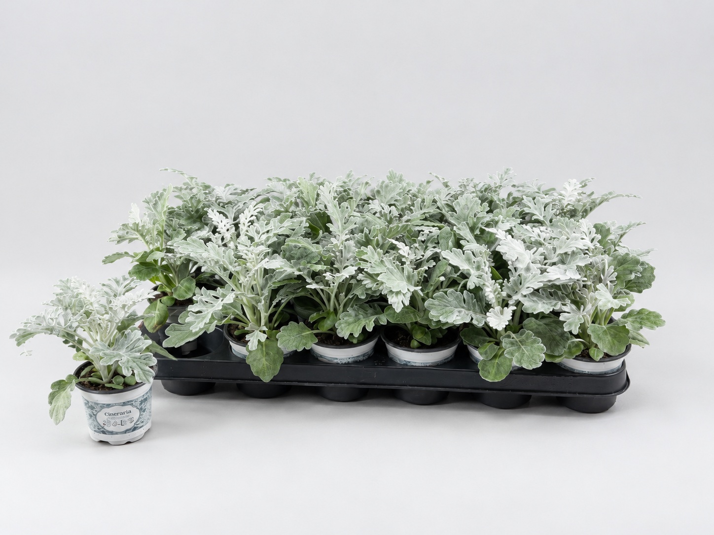 Jacobaea Maritima 9P 12H