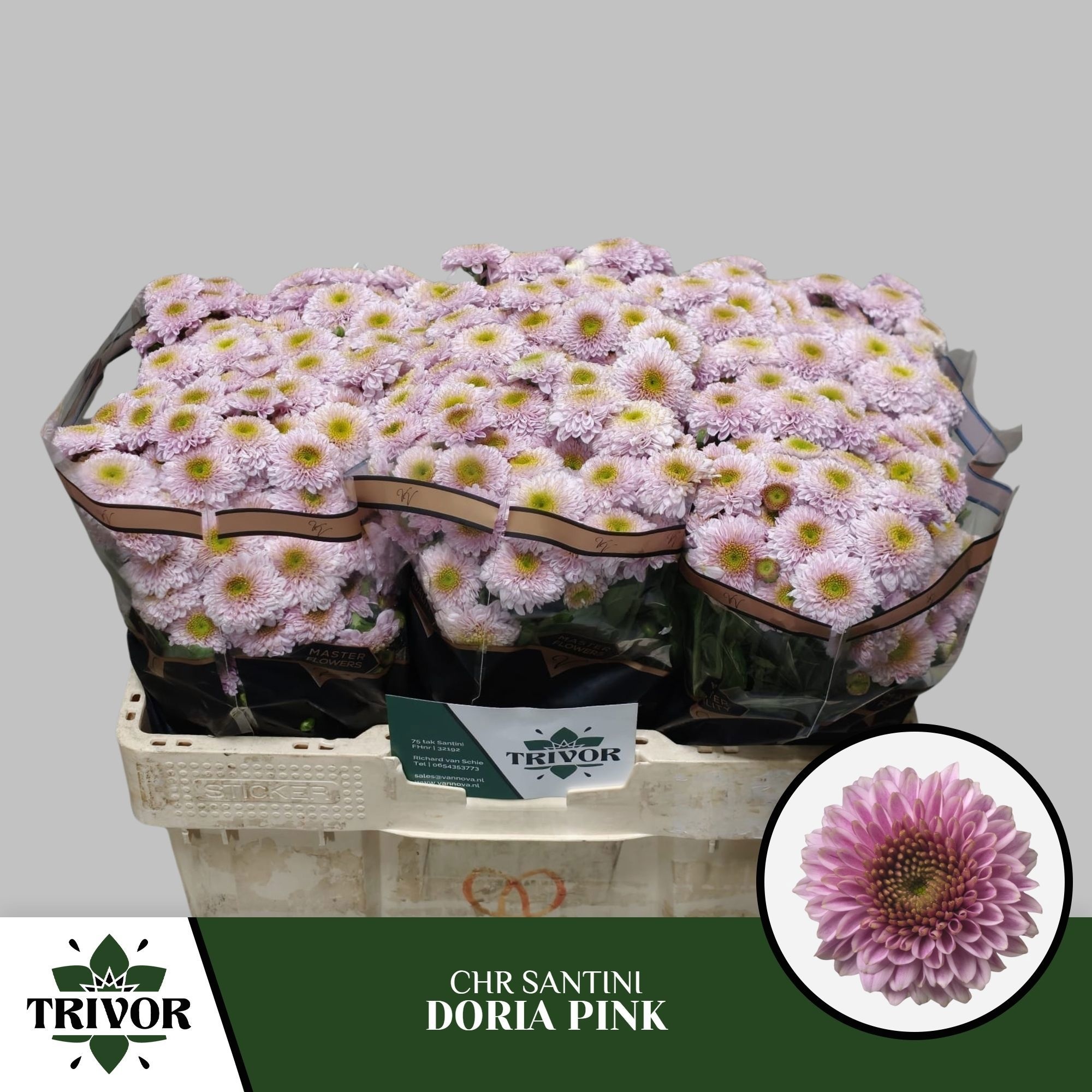 Chrys Santini Doria Pink 45cm 110Ø