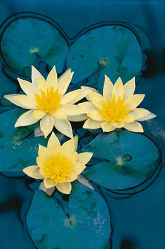 Picture of Nymphaea Sulphurea P19 (3 Ltr)