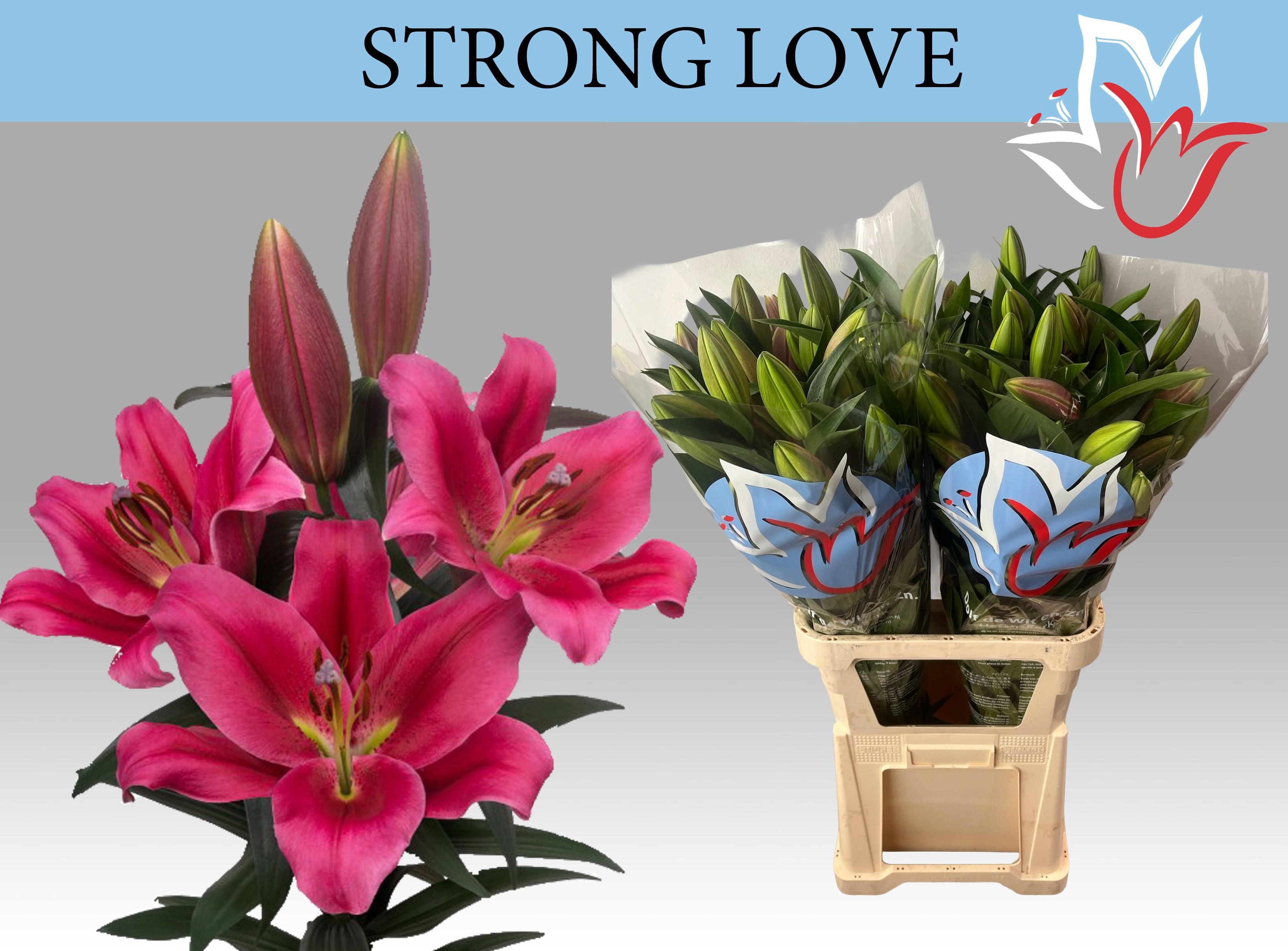 Li Ot Strong Love