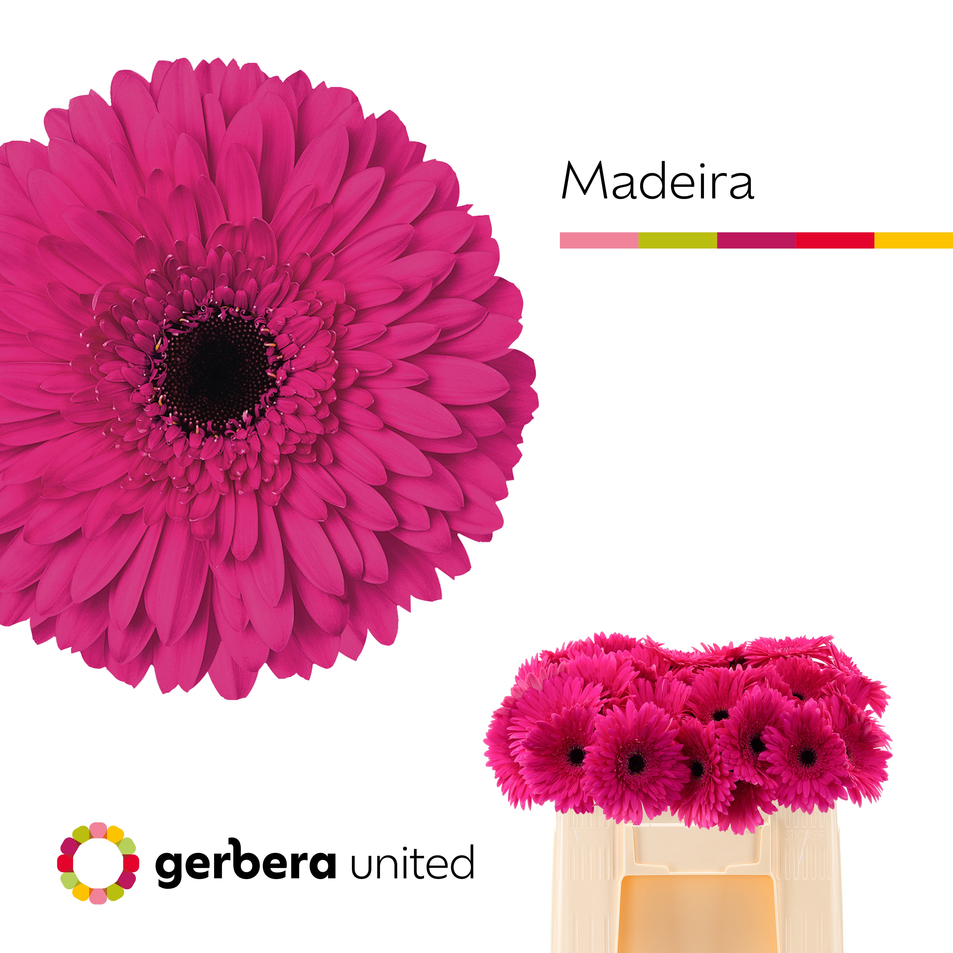 Ge Gr Madeira