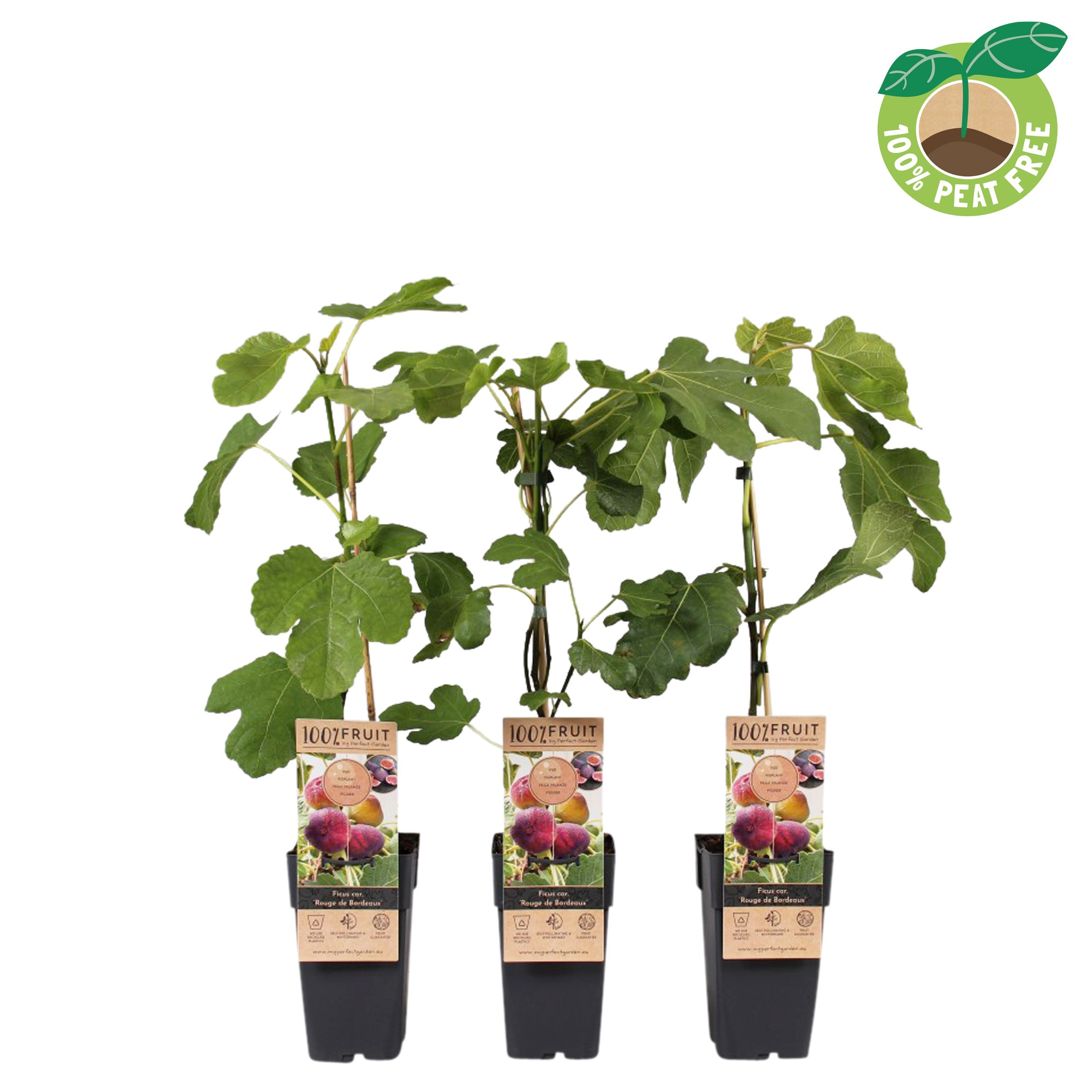 Picture of Ficus carica Rouge de Bordeaux P15 (2 Ltr/high)