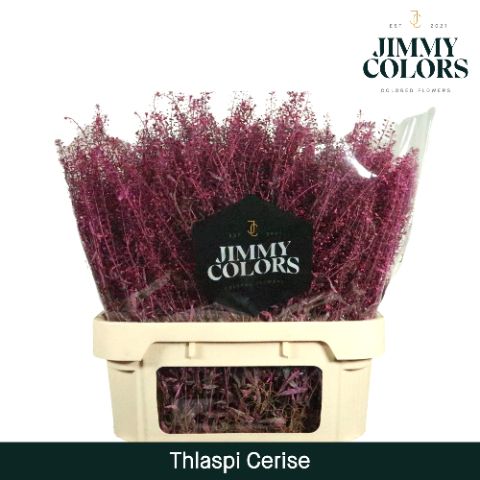 Thlaspi Gekleurd Cerise