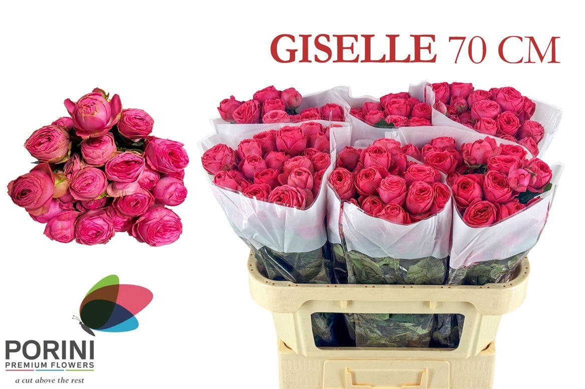 R Tr Giselle!