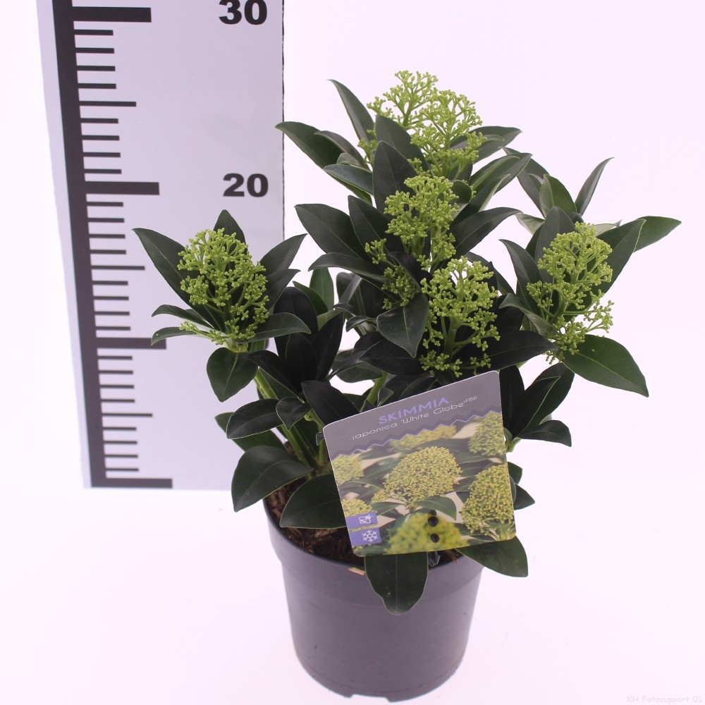 Picture of Skimmia jap. 'White Globe'