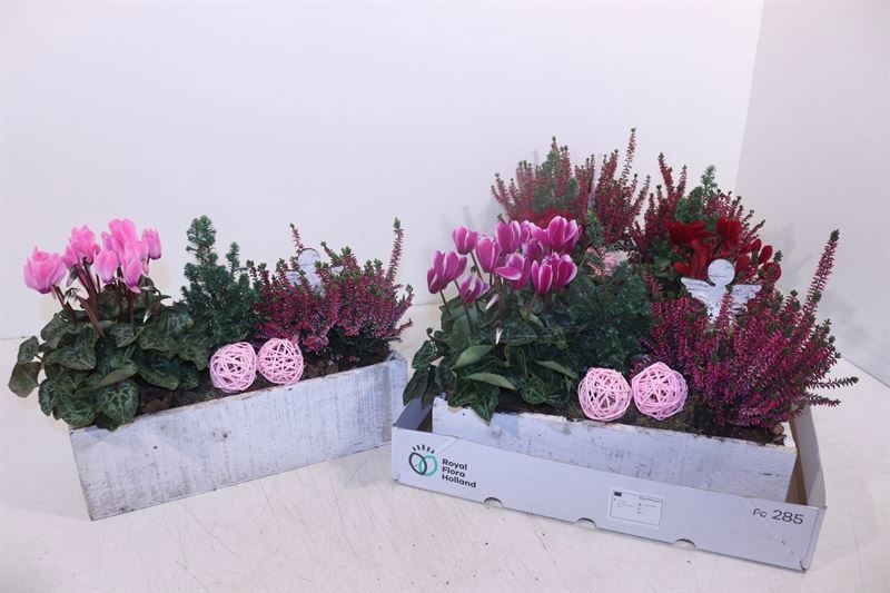 Arr Tuinplanten 32P 28cm