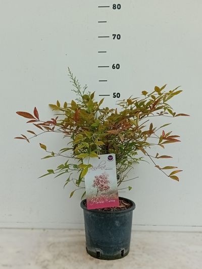 Nandina domestica
