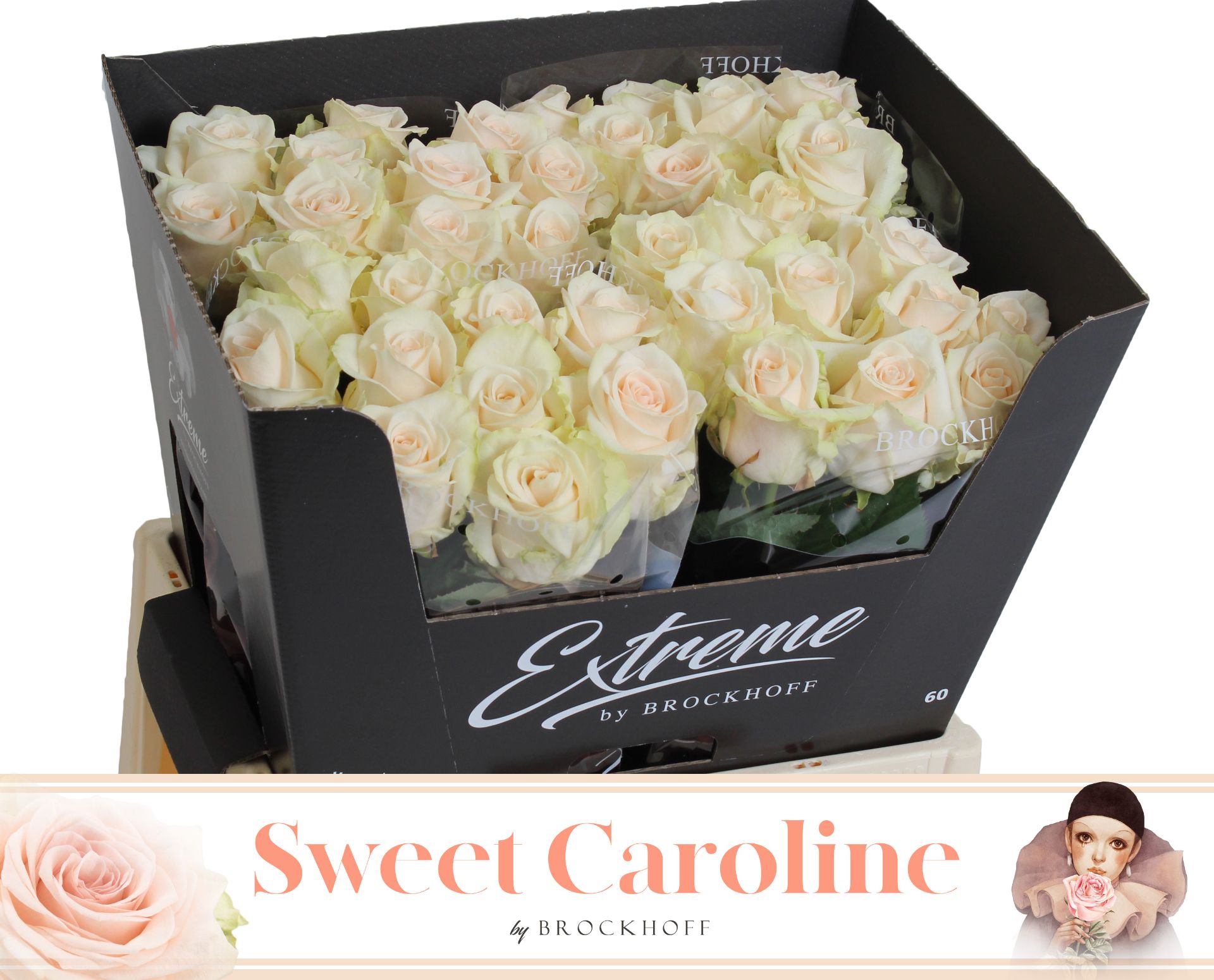 R Gr Sweet Caroline