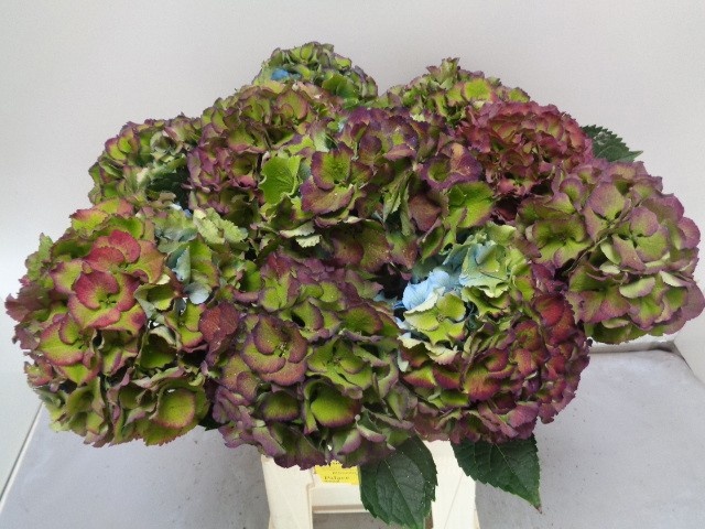 Hydrangea Royal Palace Classic 60cm 16Ø