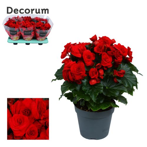 Begonia baladin rood p14 Have