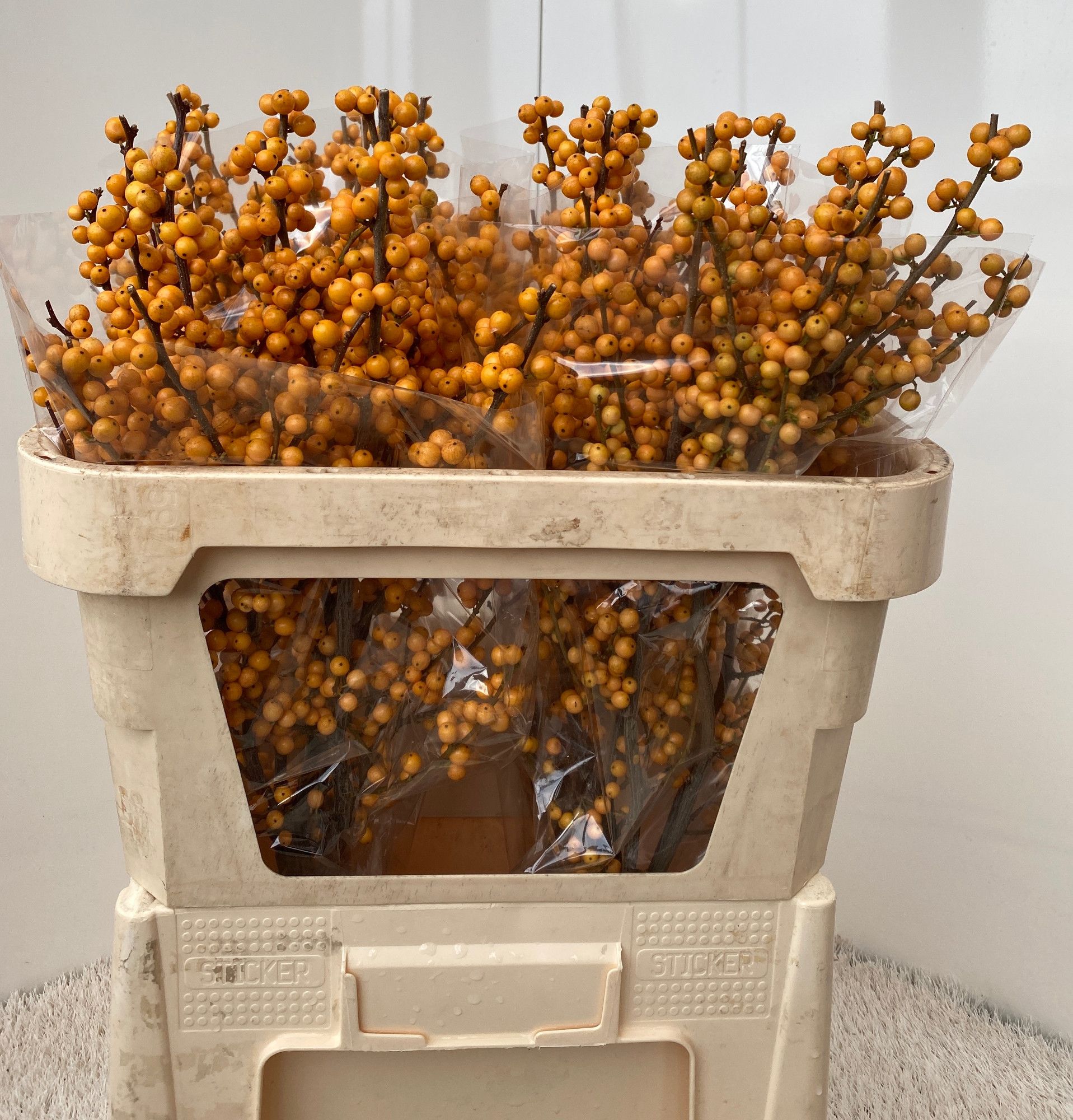 Ilex Golden Verboom 70cm