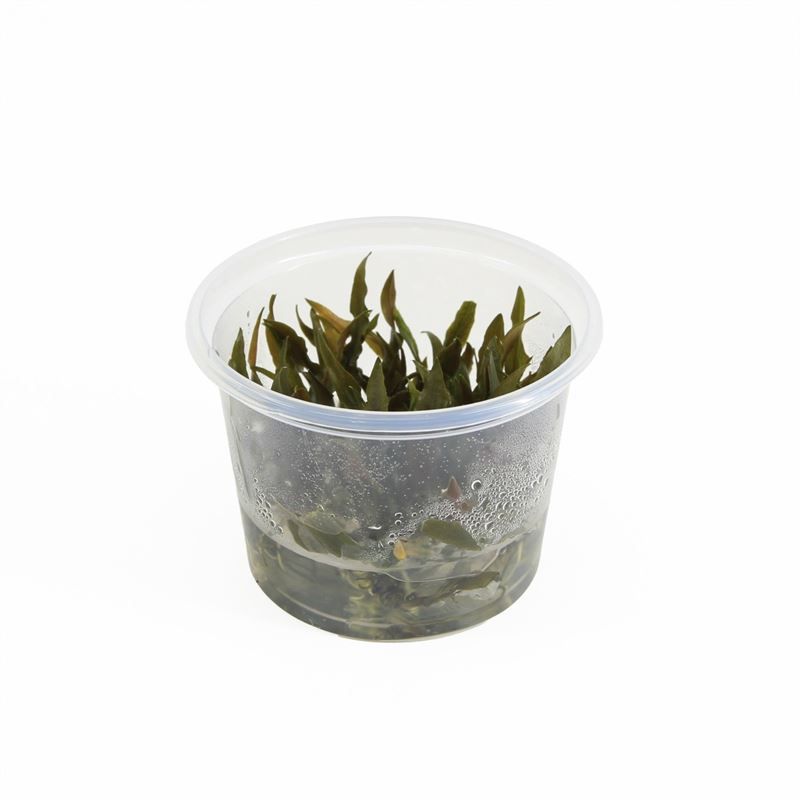 Cryptocoryne petchii pink (100cc)