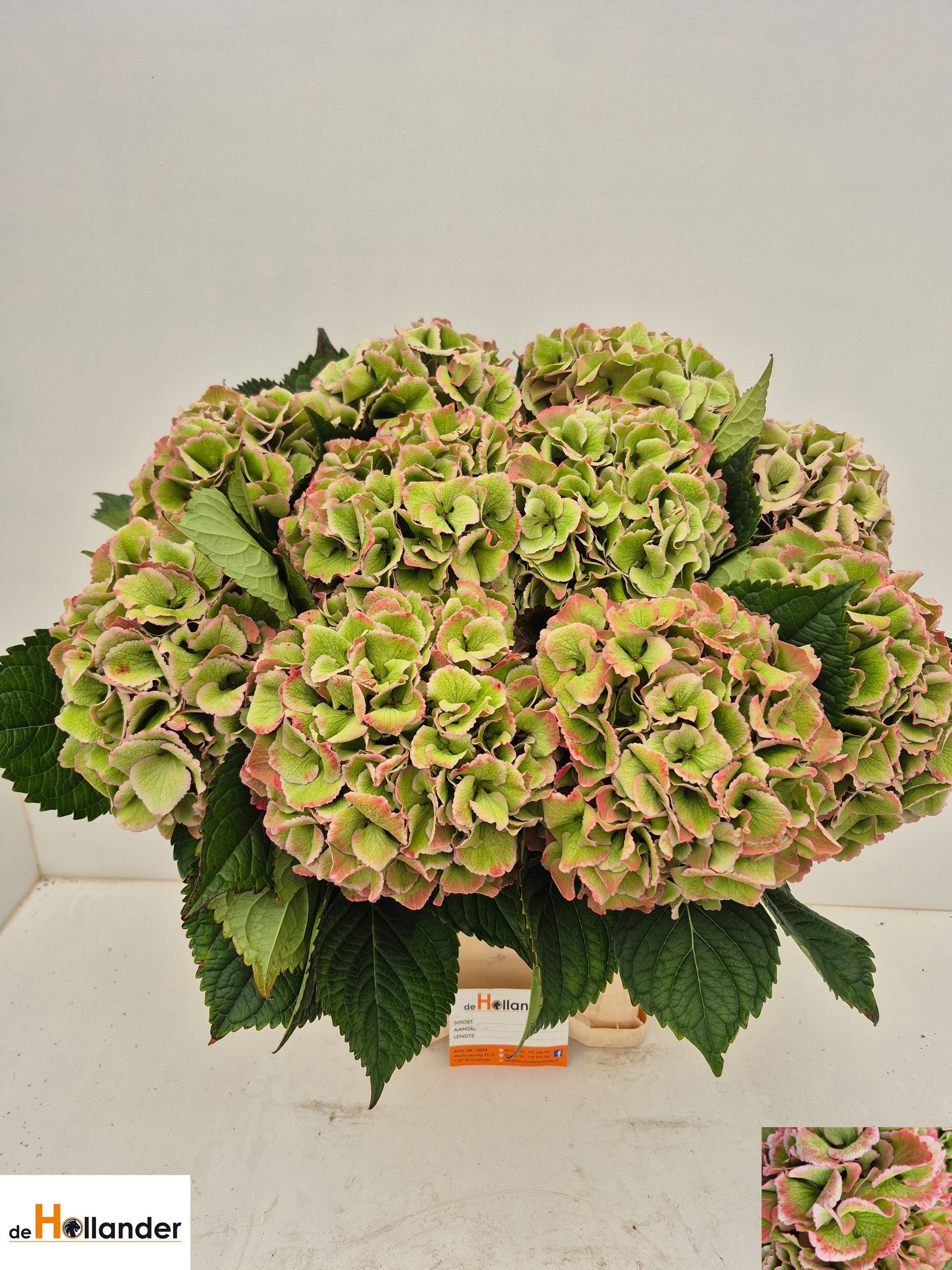 Hydrangea Royal Love Classic 60cm 22Ø