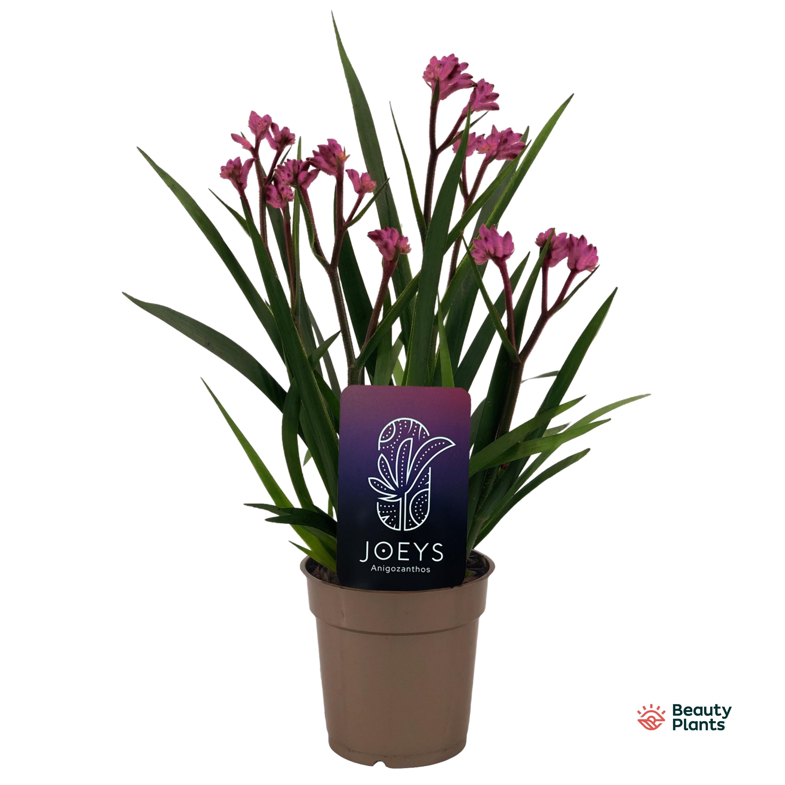 Anigozanthos Beauty Pink®