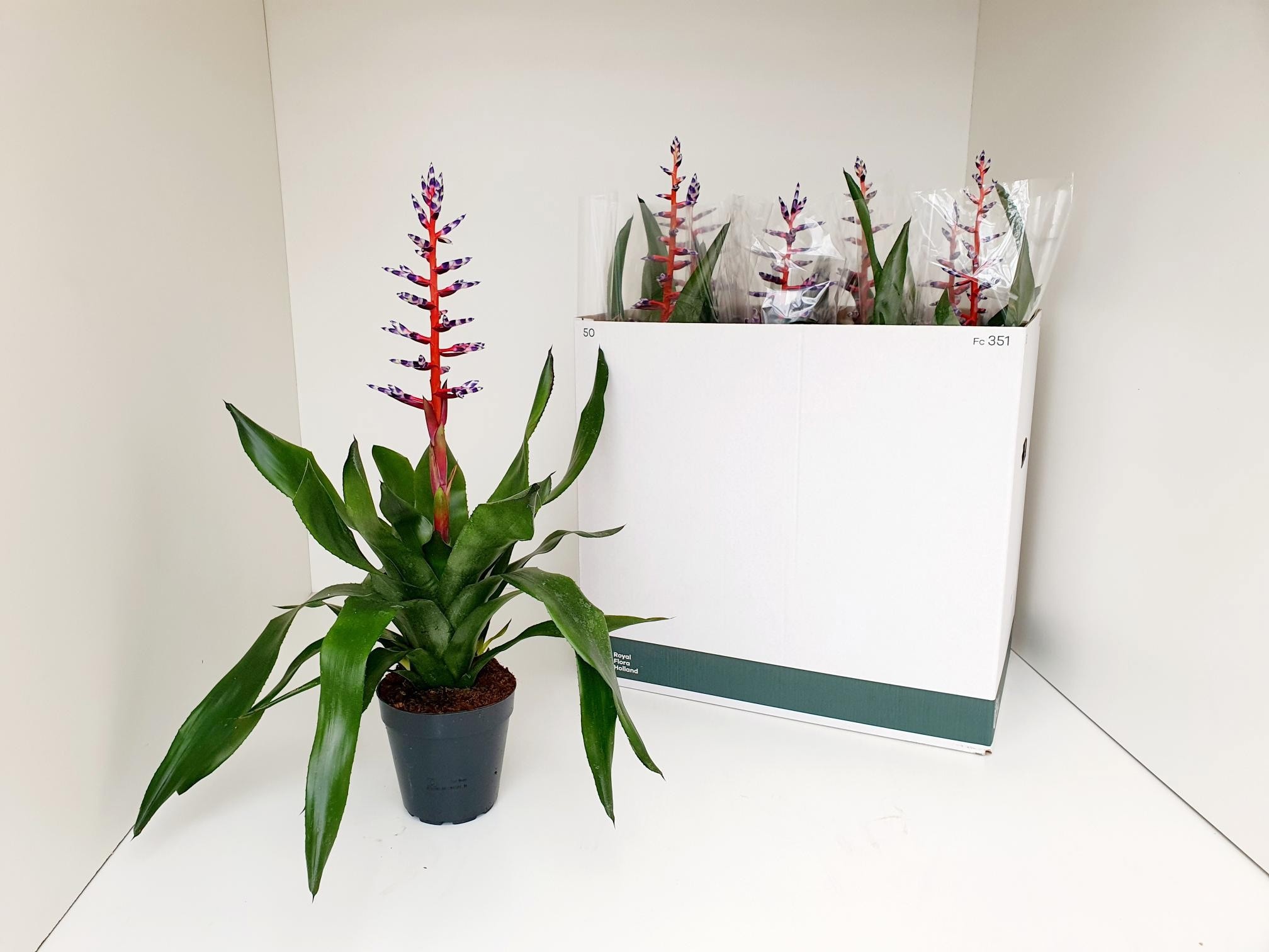 Aechmea 'Blue Rain' - Kokerbromelia