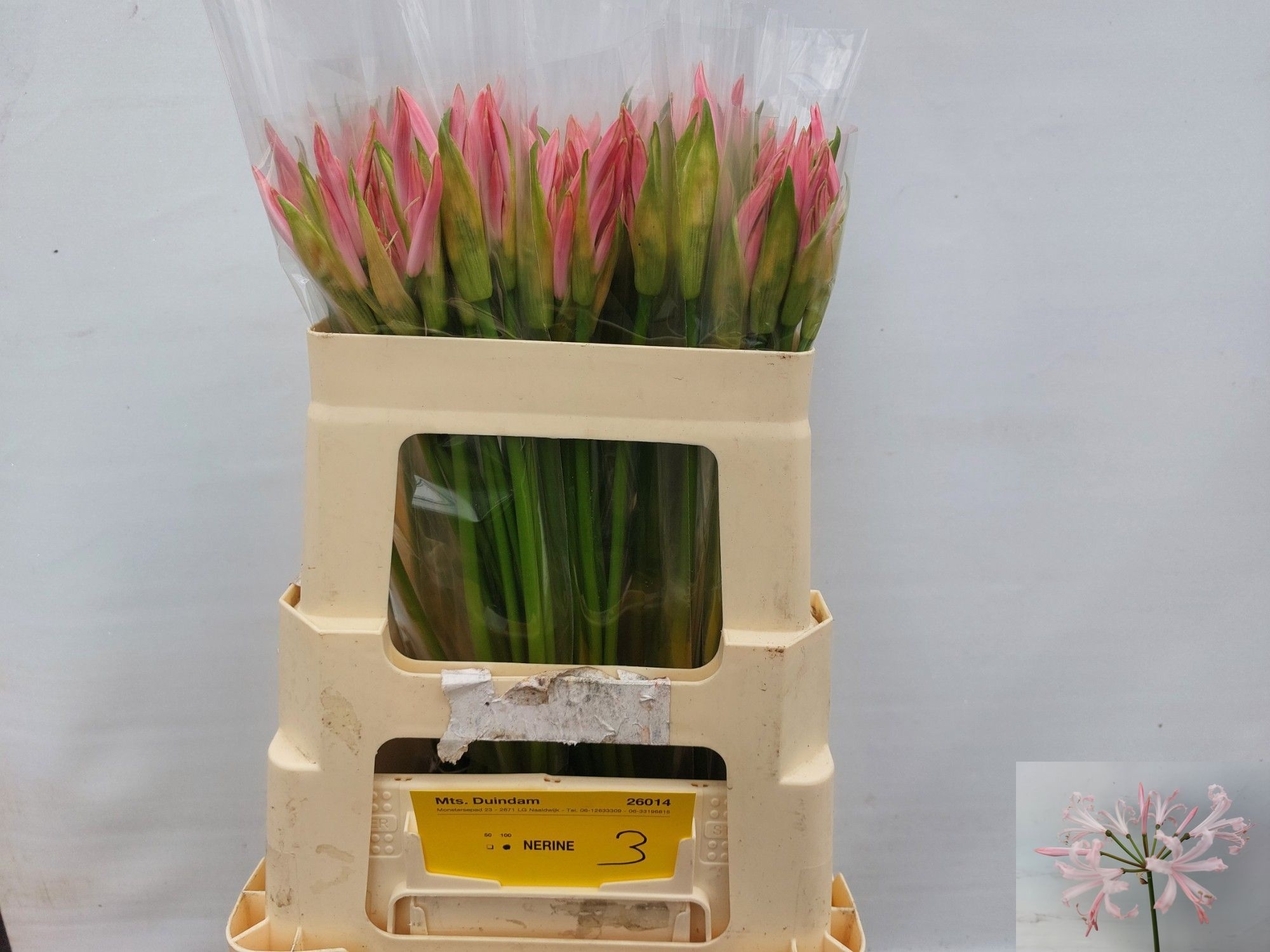 Nerine Vesta K 50cm