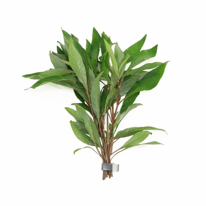 Hygrophila angustifolia (Bos)