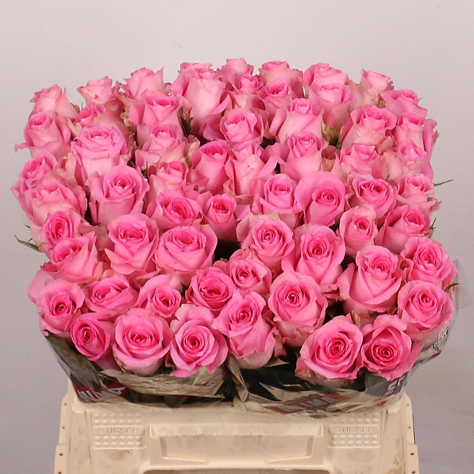 Rosa Revival 40cm