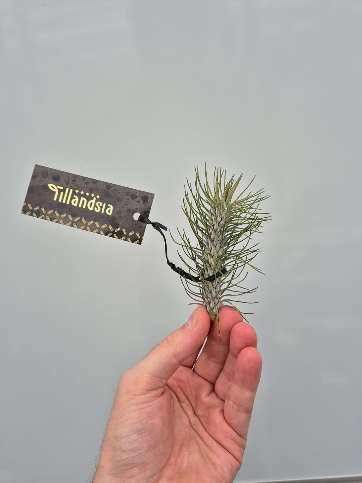 Picture of Tillandsia Funkiana Straight plus Label P6 10CM